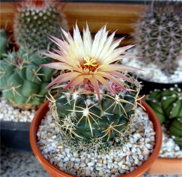 Coryphantha sulcolanata 